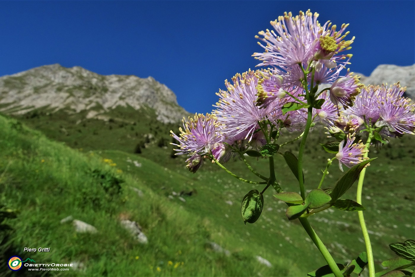 84 Pigamo colombino (Thalictrum acquilegiifolium) con sullo sfondo l' Arera.JPG